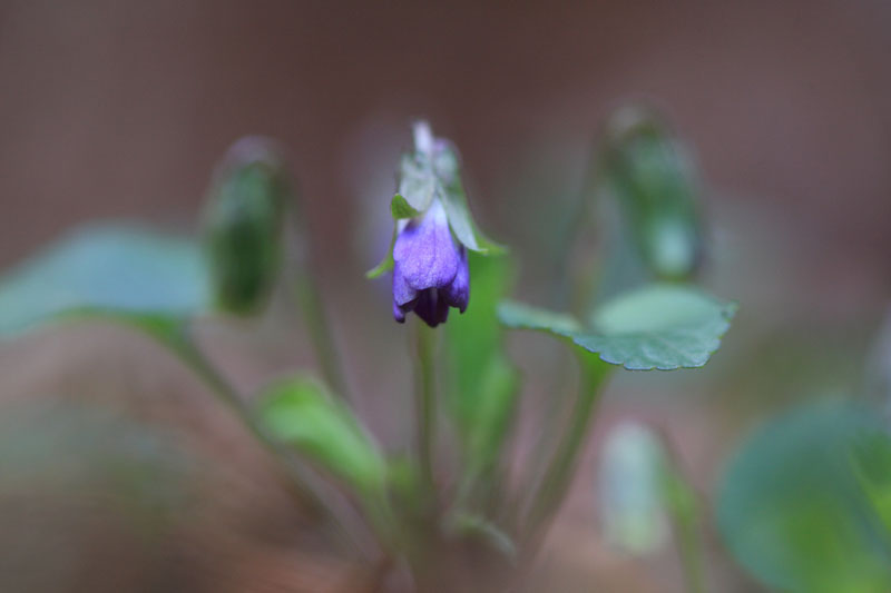 季節の花達_c0031909_2145370.jpg