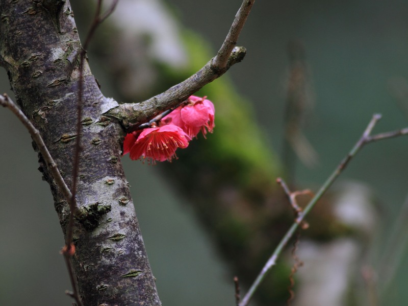 季節の花達_c0031909_2148453.jpg