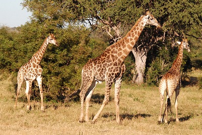 e0219011_11273659.jpg