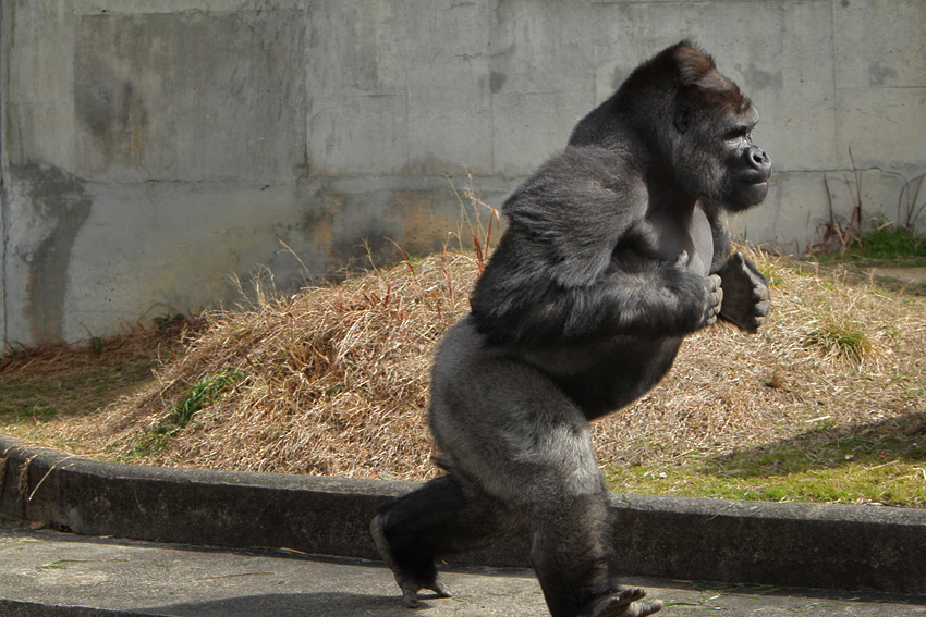 ドラミング 動物たち 光と影