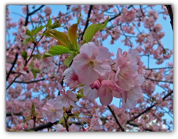 まつだ桜まつり＆開成町の瀬戸屋敷ひなまつり_e0071314_16162815.jpg