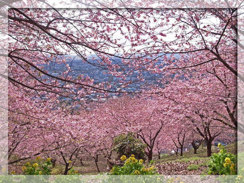 まつだ桜まつり＆開成町の瀬戸屋敷ひなまつり_e0071314_16165476.jpg