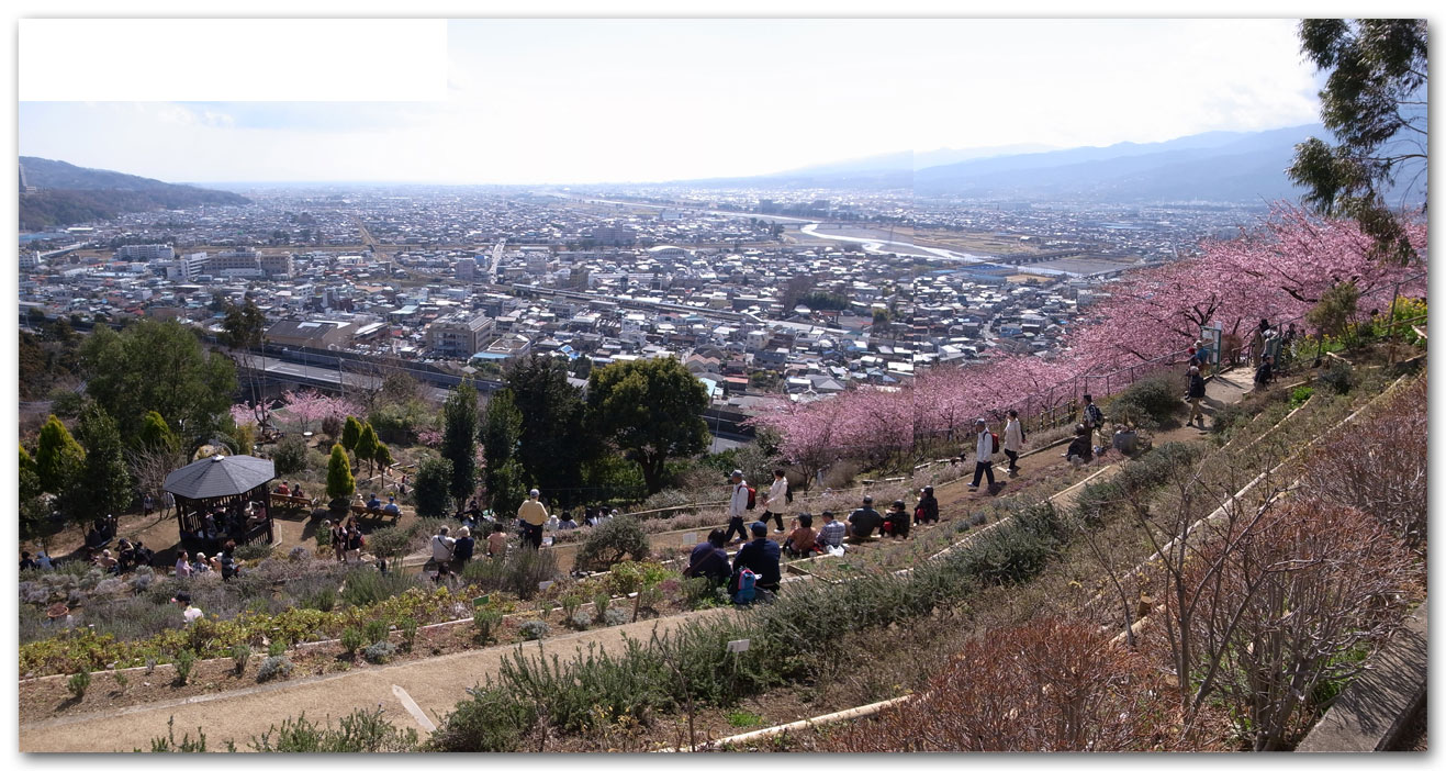 まつだ桜まつり＆開成町の瀬戸屋敷ひなまつり_e0071314_16174934.jpg