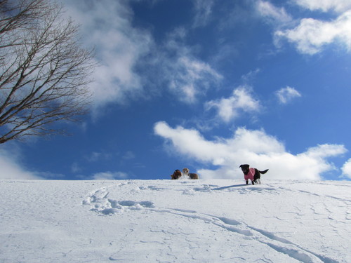 雪山_f0109418_14371610.jpg