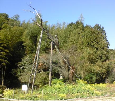c0097620_2313228.jpg