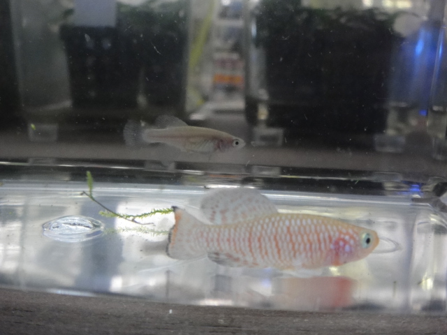 熱帯魚・水草・侘び草_f0189122_13112778.jpg