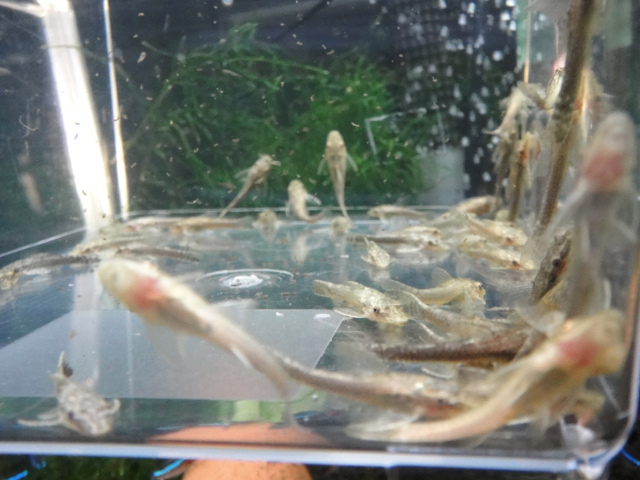 熱帯魚・水草・侘び草_f0189122_13131859.jpg