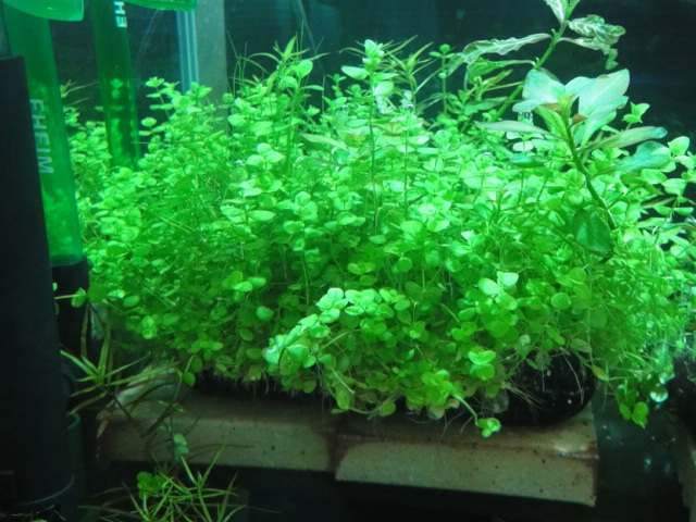 熱帯魚・水草・侘び草_f0189122_1322966.jpg