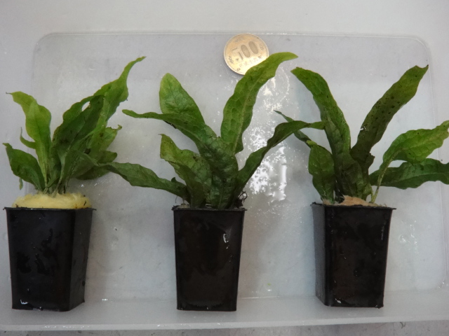熱帯魚・水草・侘び草_f0189122_13261343.jpg