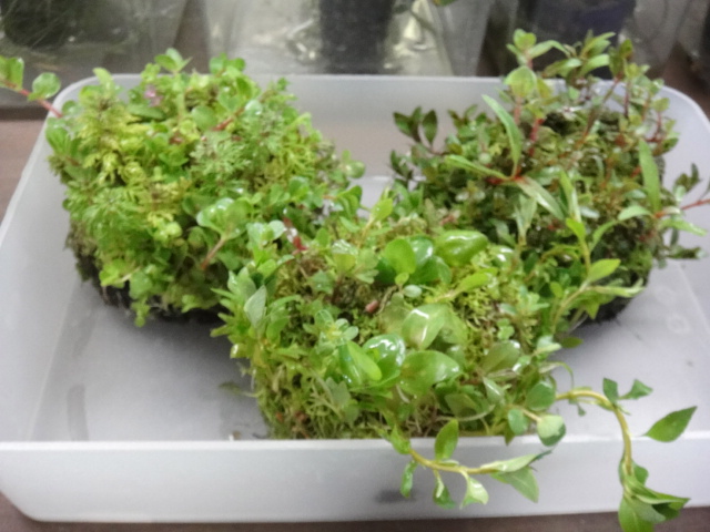 熱帯魚・水草・侘び草_f0189122_13383361.jpg