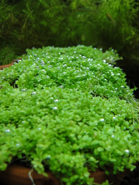 熱帯魚・水草・侘び草_f0189122_15223419.jpg