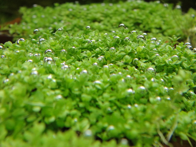 熱帯魚・水草・侘び草_f0189122_15224557.jpg