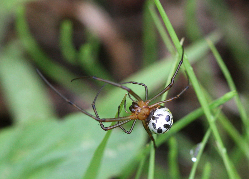 チュウガタシロカネグモ Leucauge blanda_f0161823_21122825.jpg