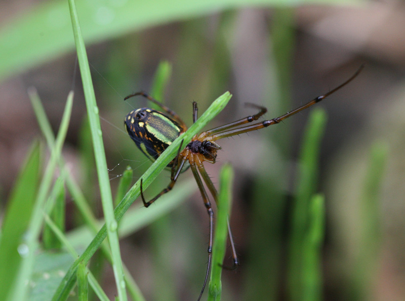 チュウガタシロカネグモ Leucauge blanda_f0161823_2113124.jpg