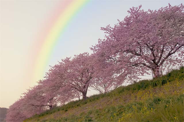 夕暮れの河津桜並木と虹 風景写真家 鐘ヶ江道彦のフォトブログ 夕暮れの河津桜並木と虹 風景写真家 鐘ヶ江道彦のフォトブログ