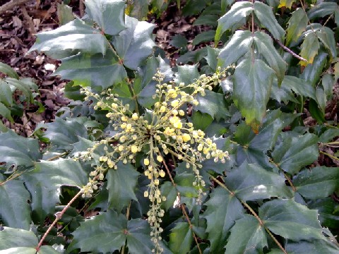 植物園の花　　　　　　　　　　　　　　　　　　　　　　　　渡辺　浩_b0012636_926972.jpg