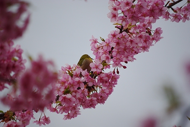 河津桜_d0218238_22263719.jpg