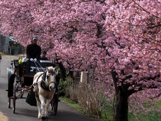 みなみの桜（河津桜）の花馬車を紹介します！_f0174439_1151483.jpg