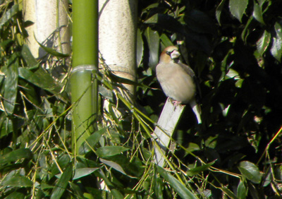 雑木林のシメ Hawfinch_f0206939_23302856.jpg