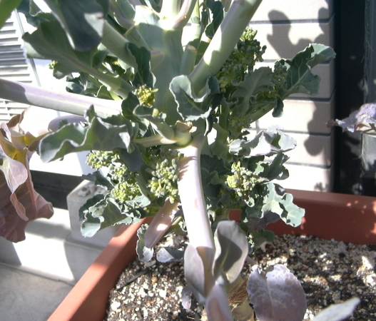 ベランダ菜園 冬野菜 復活中 さぬき日記