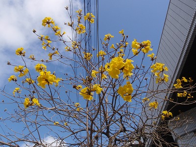 ひな祭りと春の花_c0180460_16132325.jpg