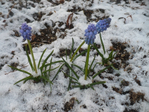 2011年3月3日（ひな祭りの雪）_a0063364_23195279.jpg