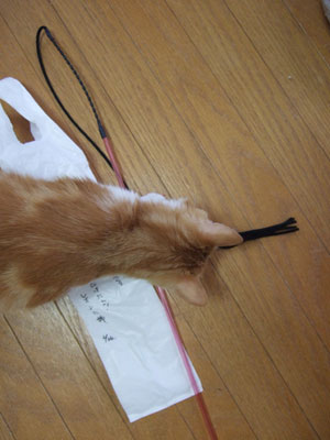 なんだか、暖かい日_a0064067_12522127.jpg