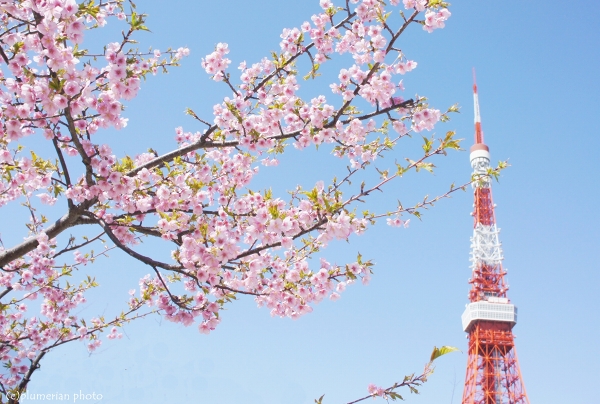 河津桜と東京タワー_e0225169_23354098.jpg