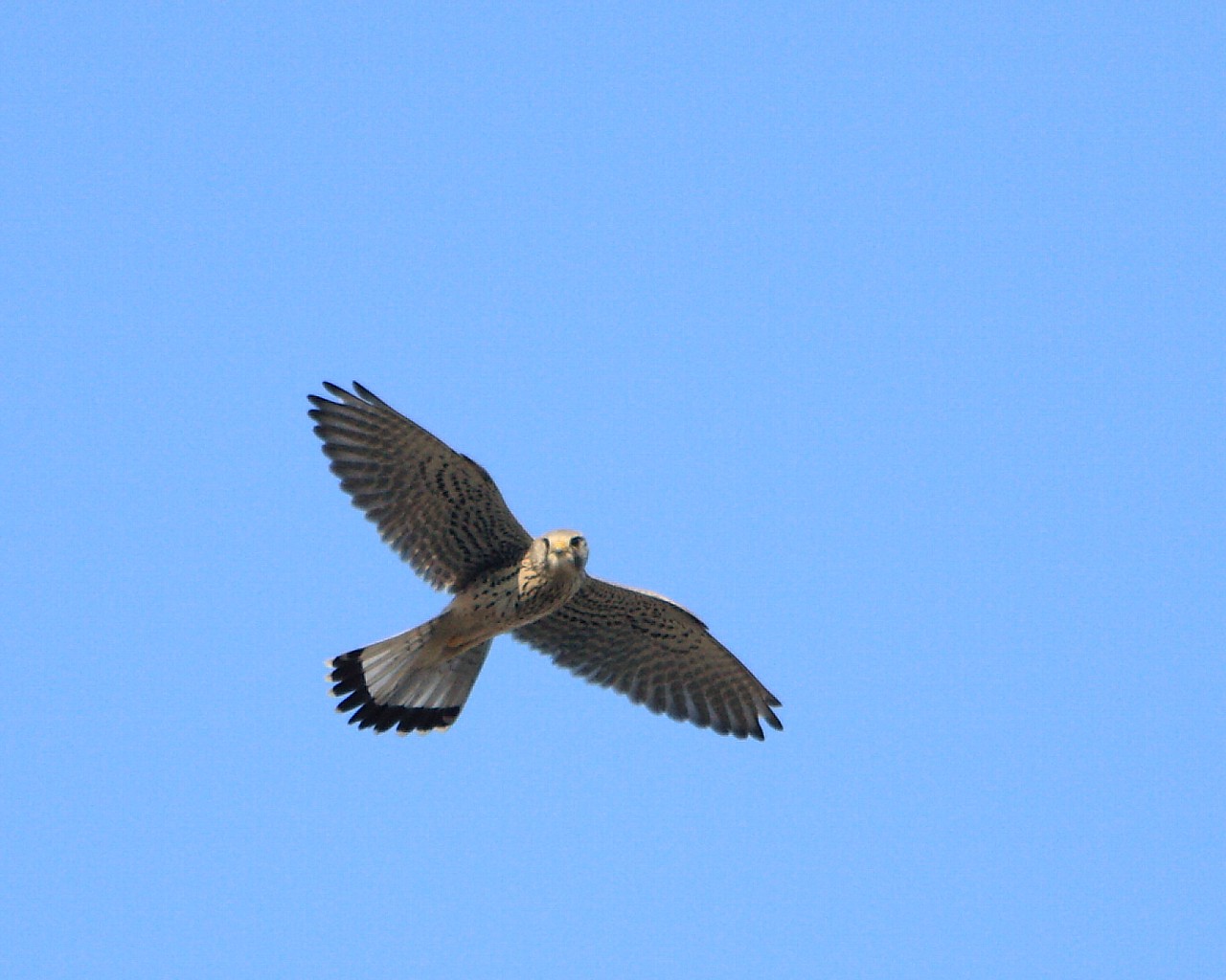 よそ見してたら危ないよ！（可愛い野鳥のフリー壁紙）_f0105570_2159982.jpg