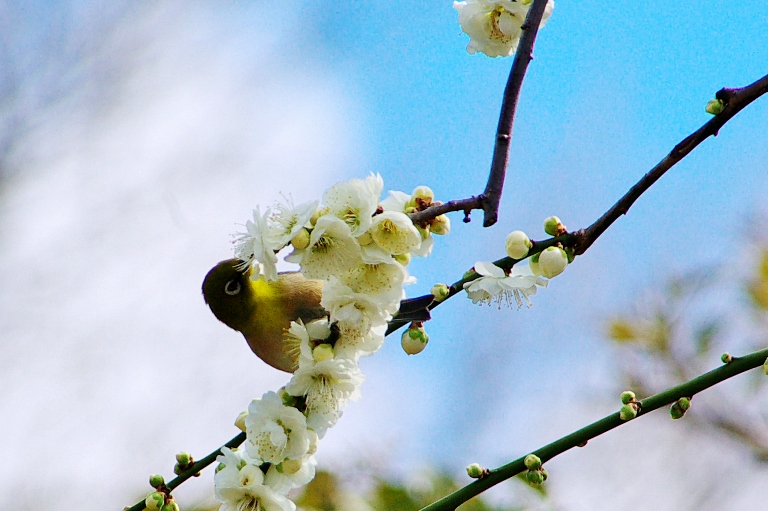 水月公園梅と鳥　ポタリング--1--　20110302_a0050572_10165989.jpg