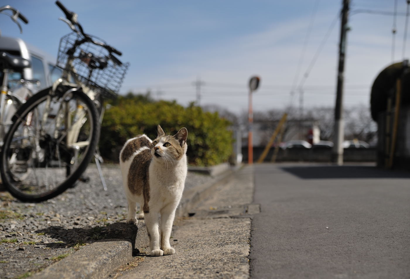 喧嘩するほど仲が良い_f0011273_16593885.jpg