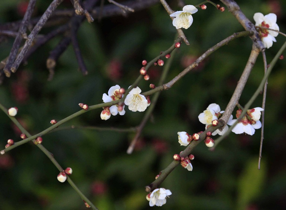 白梅の下に沈丁花の赤い花_a0107574_743446.jpg