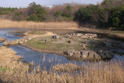 ★ひがた・たんぼ倶楽部の報告（2011.1～2月）_e0046474_15523128.jpg