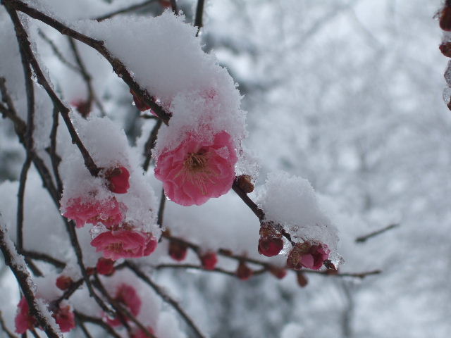 三月の雪１．　梅の花　春雪の中で　　２０１１．３．３_c0153880_18354051.jpg