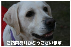 盲導犬パピーウォーカー、リスタート!!_b0136683_9153347.jpg