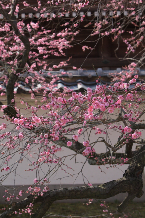 弘道館公園から_e0143883_2117148.jpg