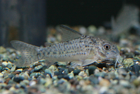 c0165800_2245421.jpg