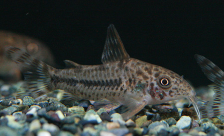 c0165800_2262773.jpg