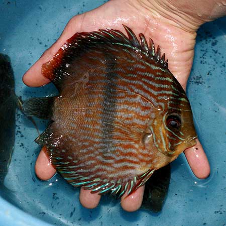 八代海洋】 新着原種 グリーンディスカス・ラーゴテフェ（食欲旺盛！）Ｂ｜ペット、生き物