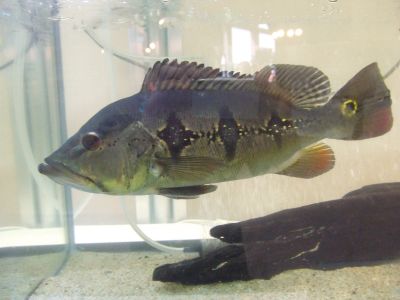 店舗販売だけでは食べていけないので副業してますw_a0193105_19485918.jpg