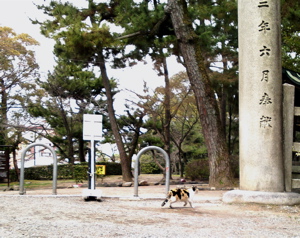 京都南座　三月花形歌舞伎　初日開け_f0135908_83194.jpg