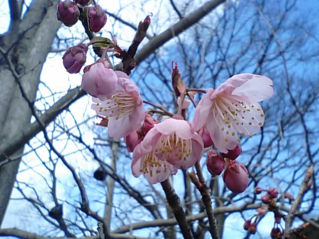 早咲きの桜・しだれ梅・マンサク/の花_f0231709_1430218.jpg