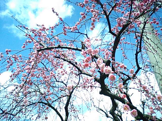早咲きの桜・しだれ梅・マンサク/の花_f0231709_1432256.jpg