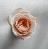 e0145412_11564058.jpg