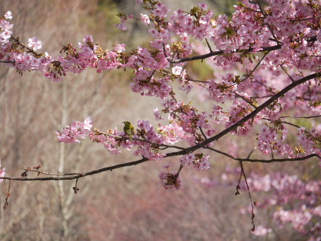 まつだ桜まつり♪　その②_c0039114_20595474.jpg