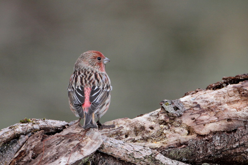 お山で鳥撮り③_b0179023_20182622.jpg