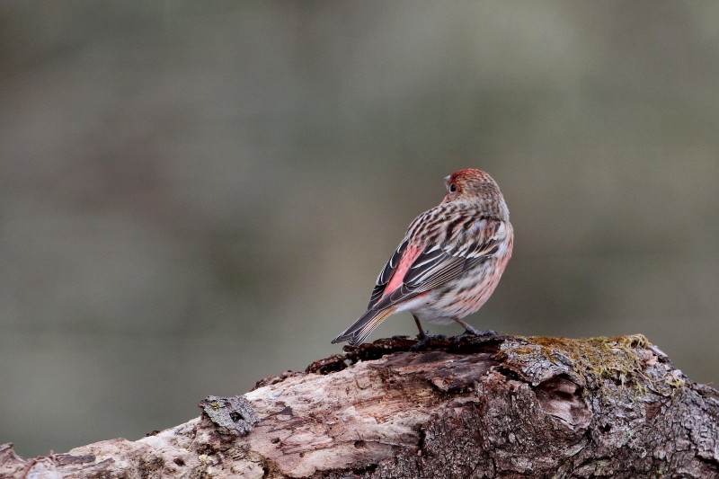 お山で鳥撮り③_b0179023_20193912.jpg