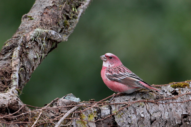 お山で鳥撮り③_b0179023_20225650.jpg