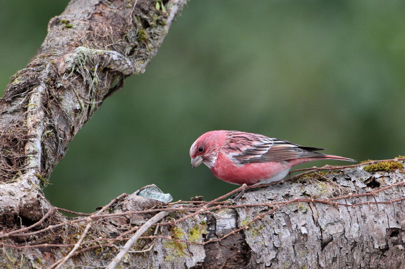 お山で鳥撮り③_b0179023_20245476.jpg