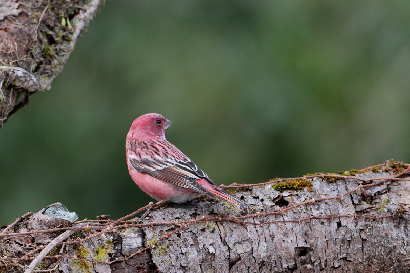 お山で鳥撮り③_b0179023_20262613.jpg